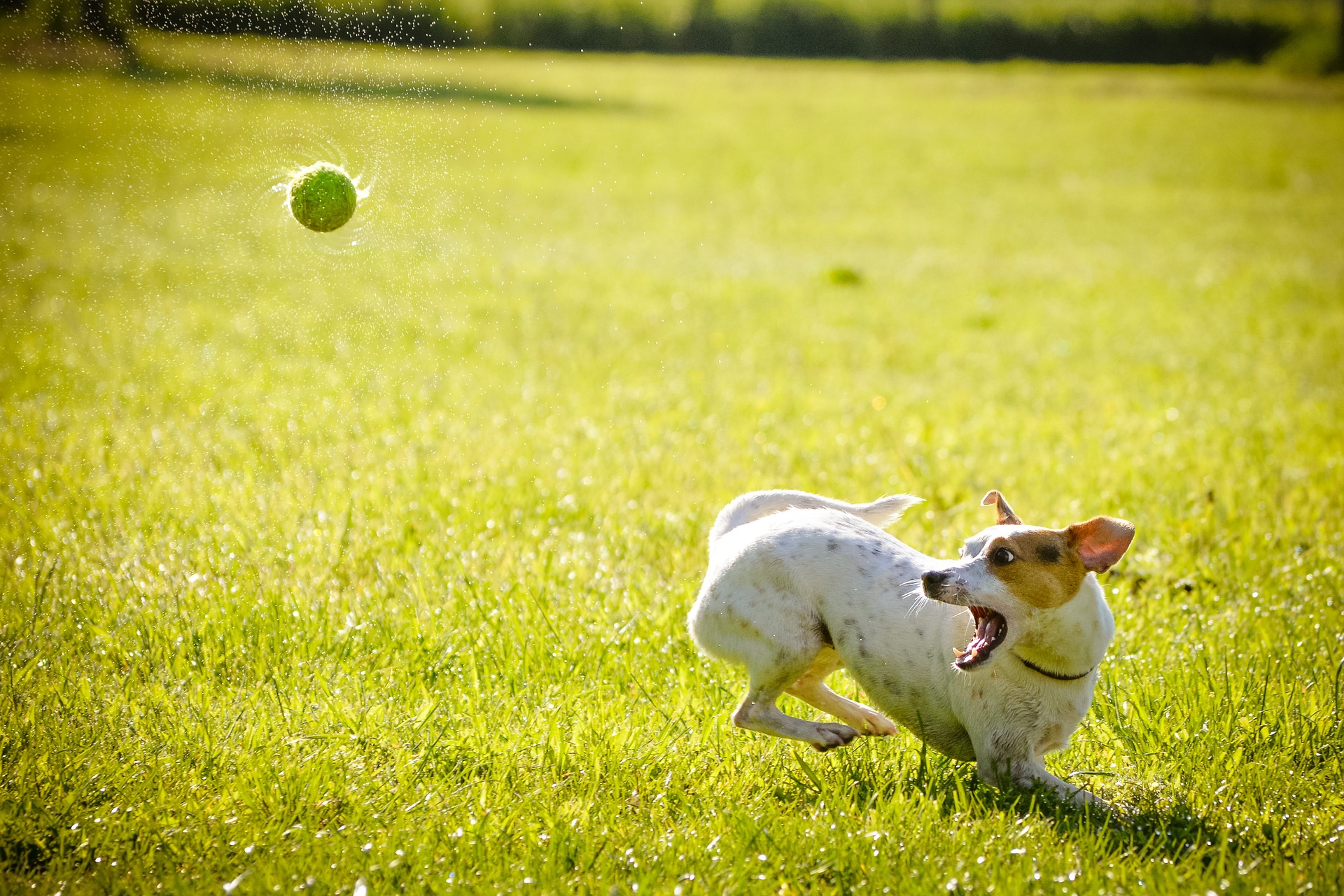 Pilfer collegegeld teugels Do's en Don'ts van het Ballen gooien - Sportenspelvoordieren