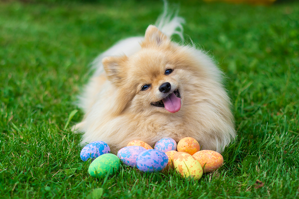 min of bereik Ga jij met Pasen samen met je hond van een eitje genieten? -  Sportenspelvoordieren
