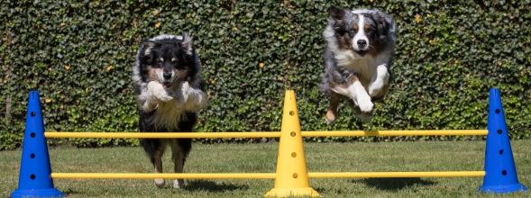 Warming-up en Cooling-down voor de hond