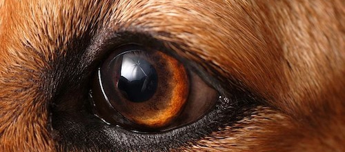 Tip: kijk zelf door de ogen van je hond