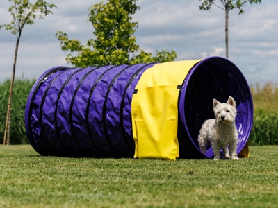 Agility Tunnel 3 meter diameter 80 cm