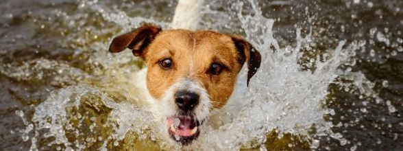 Hitteberoerte bij je hond - oververhitting