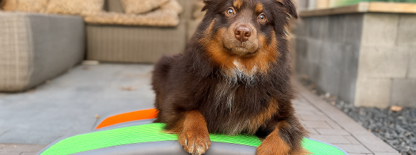 Welke hond past bij mij? Alles wat je moet weten voor je een hond kiest