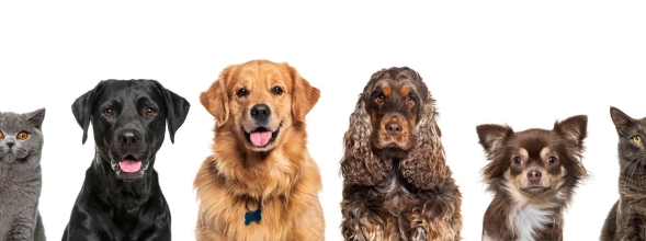 DIERENDAG ACTIE
