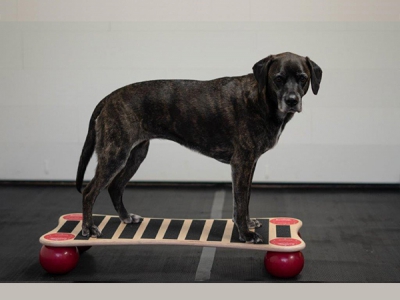 Dog Balance Step Medium, incl. anti-slip materiaal