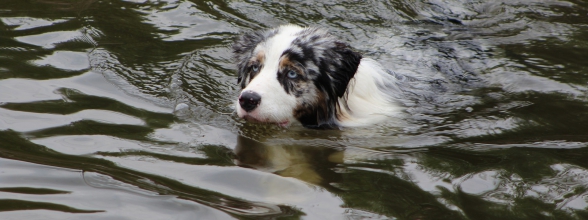 Het is zomer! Laten we gaan zwemmen met de hond!