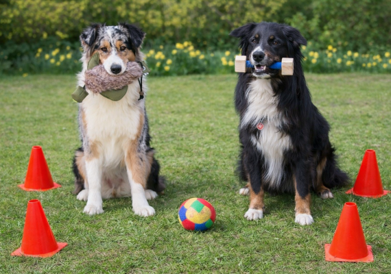 Gehoorzaamheid en Jacht