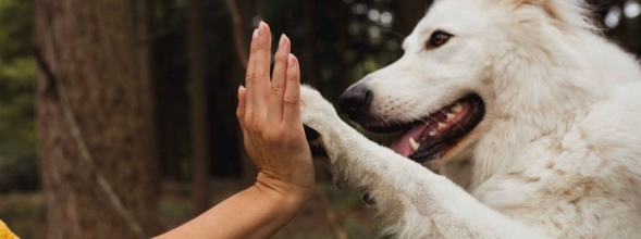 Hoe leer ik mijn hond een High-Five