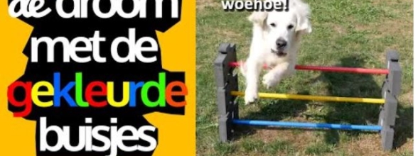 Je hond of puppy kunstjes of spelletjes leren