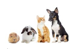 CBD-olie voor huisdieren van klein tot groot