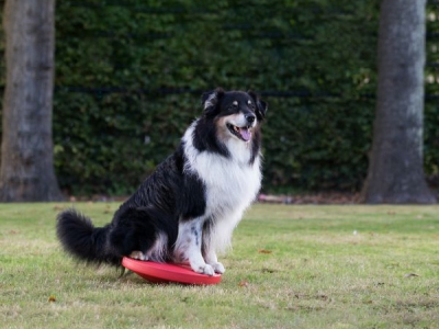 Balansbord rood 40 cm