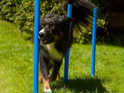 Agility Slalom, set van 12