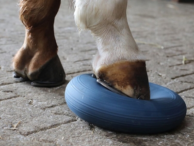 Horse Balance Pad – Balanskussen voor Paarden