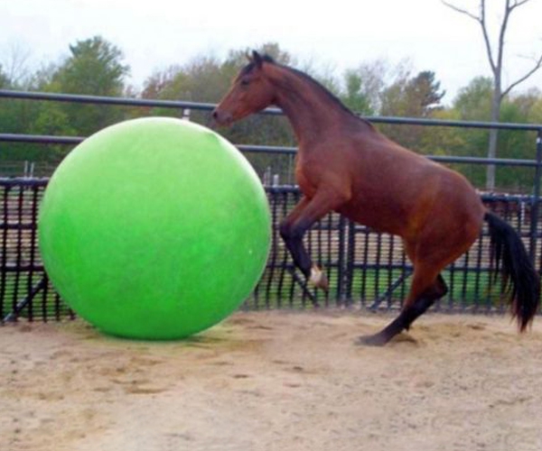 Paardenvoetbal van 85, 95 of 120 cm 