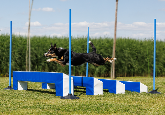 zwart Schep Dronken worden Home - Sportenspelvoordieren