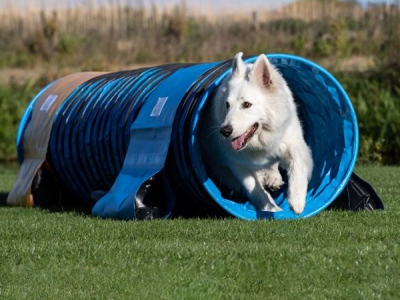 Tunnels - Sportenspelvoordieren