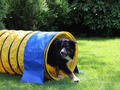 Agility Tunnel 5 meter, diameter 60 cm, geel, recreatief gebruik, incl. 2 verzwaringszakken en tas